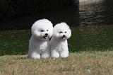 BICHON FRISE 005